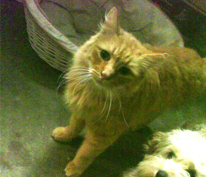 开云在线直播-恩多比·恩乔：踢球和攻防的平衡，让南非队成为世界最强之一，恩多纳2013在哪个队