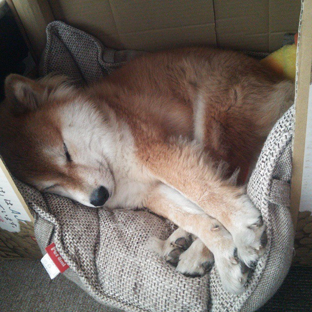 法甲新星崭露头角：未来之星点燃战场！，德甲未来之星